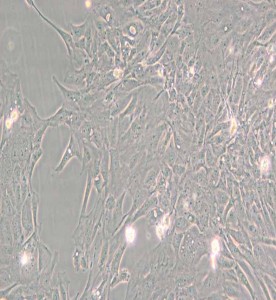 Pt K1/NBL-3袋鼠腎細胞主圖