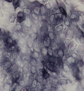 大鼠成骨細(xì)胞主圖