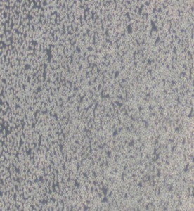 HL-60人原髓細胞白血病細胞主圖