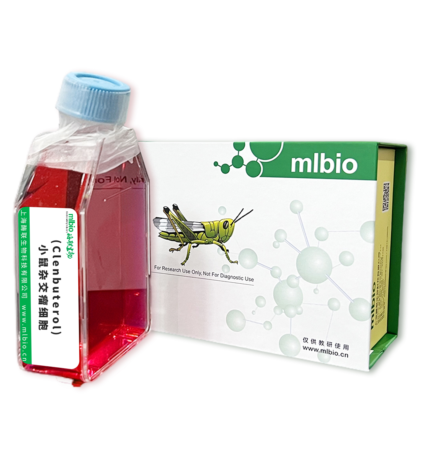 (Clenbuterol)小鼠雜交瘤細(xì)胞主圖