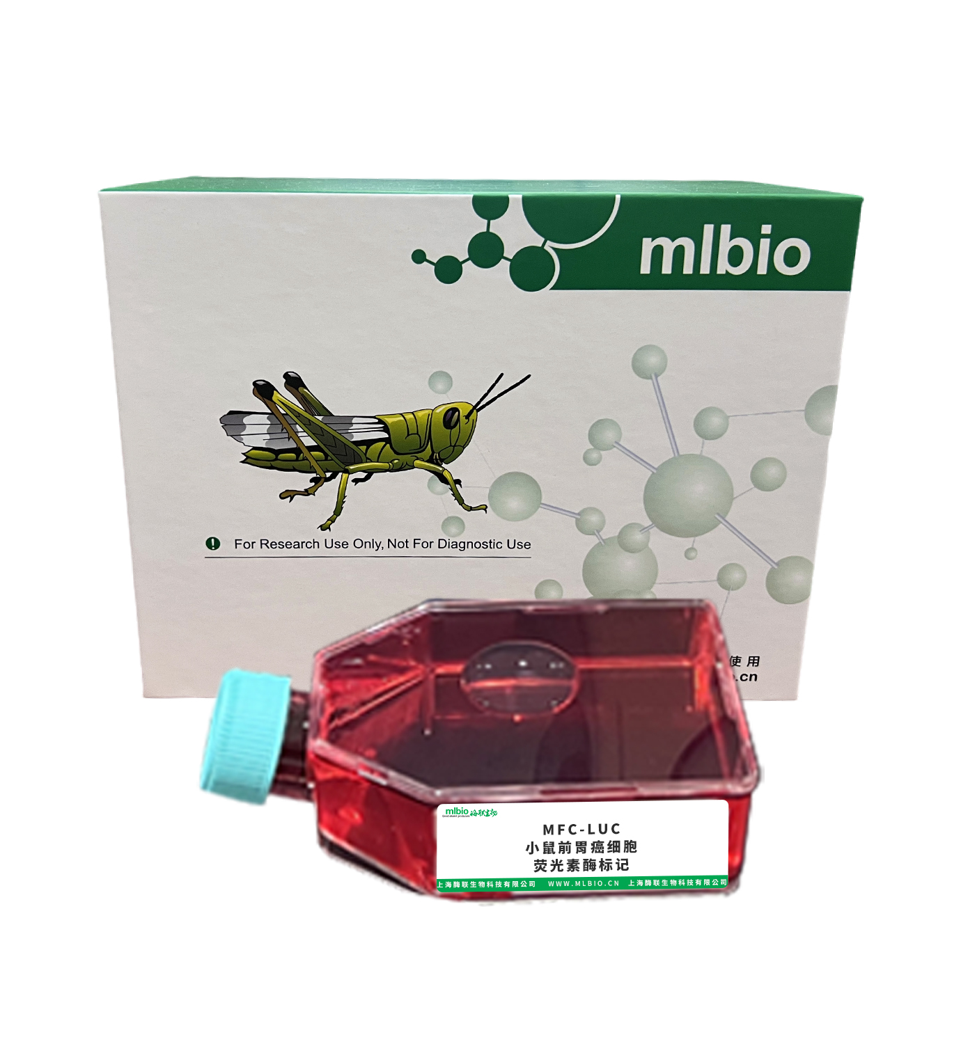 MFC-LUC/小鼠前胃癌細胞-熒光素酶標記主圖