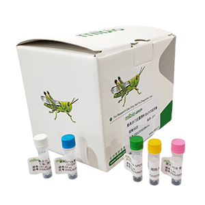 犬型鉤端螺旋體探針法qPCR試劑盒(不含內參)主圖